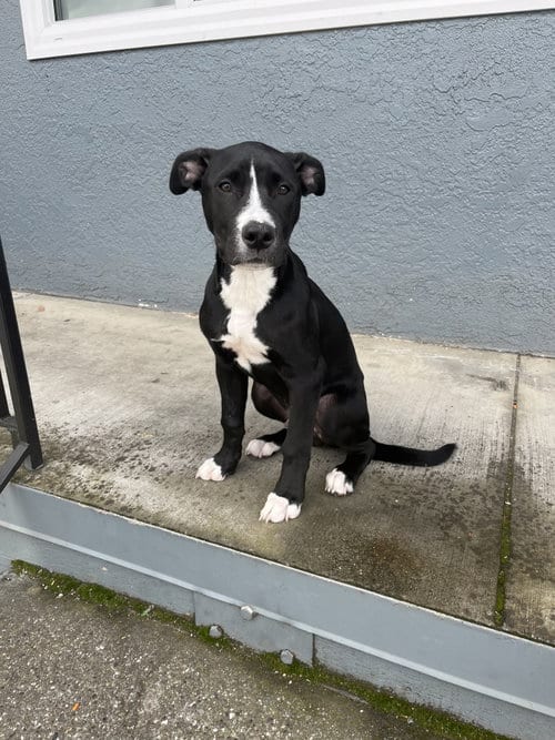 Photo of Oreo, adoptable American Pit Bull Terrier in Woodland, California