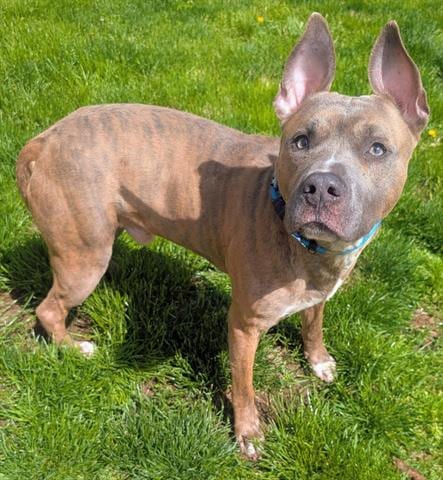 Photo of P Butter, adoptable Pit Bull Terrier in Akron, Ohio