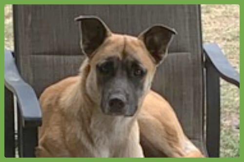 Photo of Diesel, adoptable German Shepherd Dog in Amherst, Massachusetts