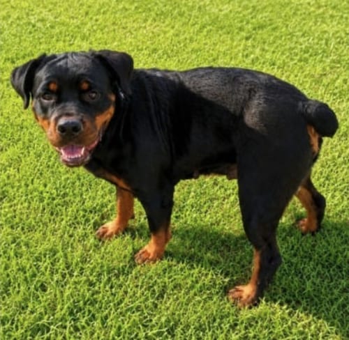 Photo of Diamond, adoptable Rottweiler in Hillsboro, New Hampshire