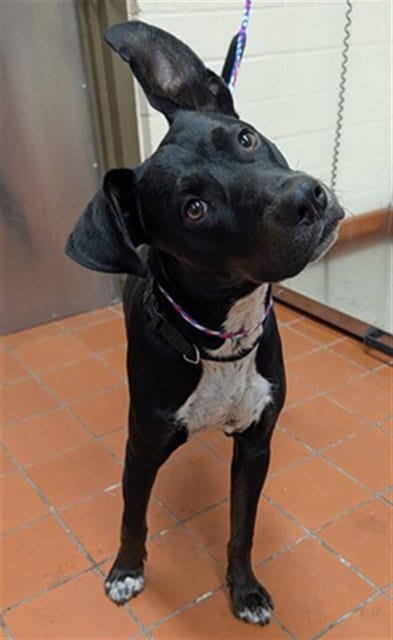 Photo of Micky, adoptable Manchester Terrier in Camarillo, California