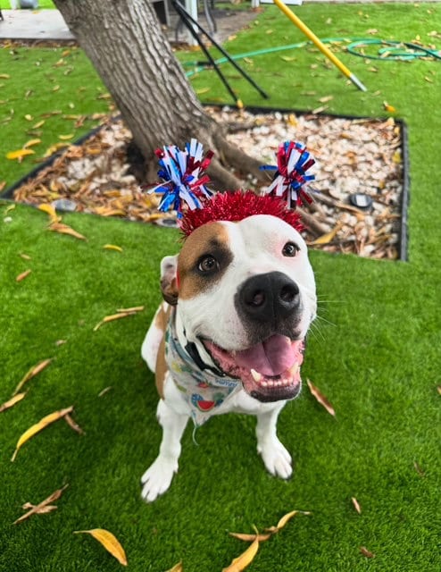 Photo of Woody, adoptable Pit Bull Terrier in Miami, Florida