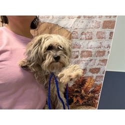 Photo of Joy, adoptable Maltese Shih Tzu in Doral, Florida
