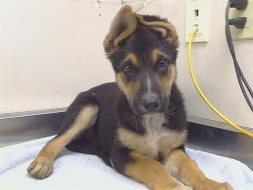 Photo of Dewey, adoptable German Shepherd Dog in Sacramento, California