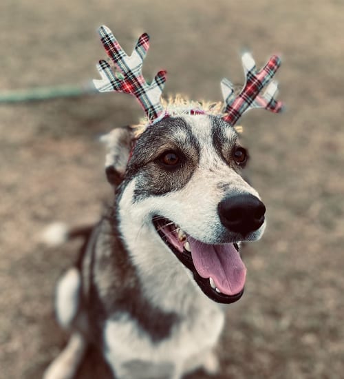 Photo of Ace, adoptable Husky in Gun Barrel City, Texas