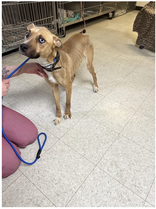 Photo of Izzy, adoptable Australian Shepherd in Lewistown, Pennsylvania