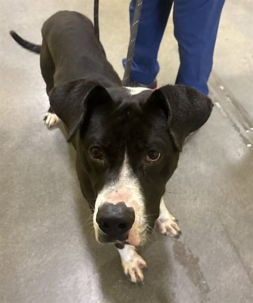 Photo of Daniel, adoptable Labrador Retriever in Forestville, Maryland