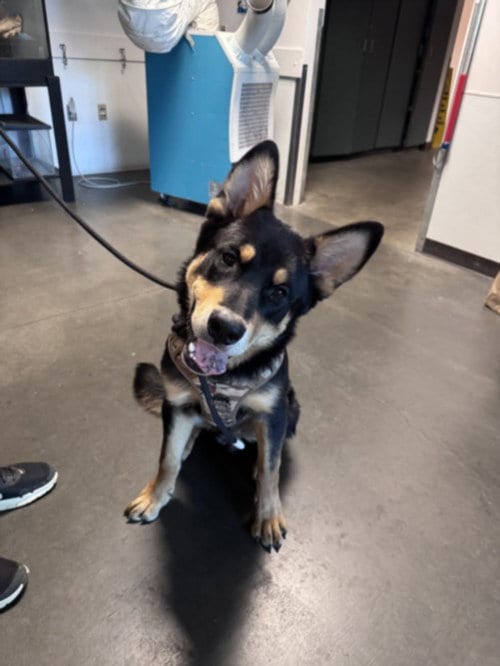 Photo of Squishy, adoptable Australian Kelpie in Chatsworth, California