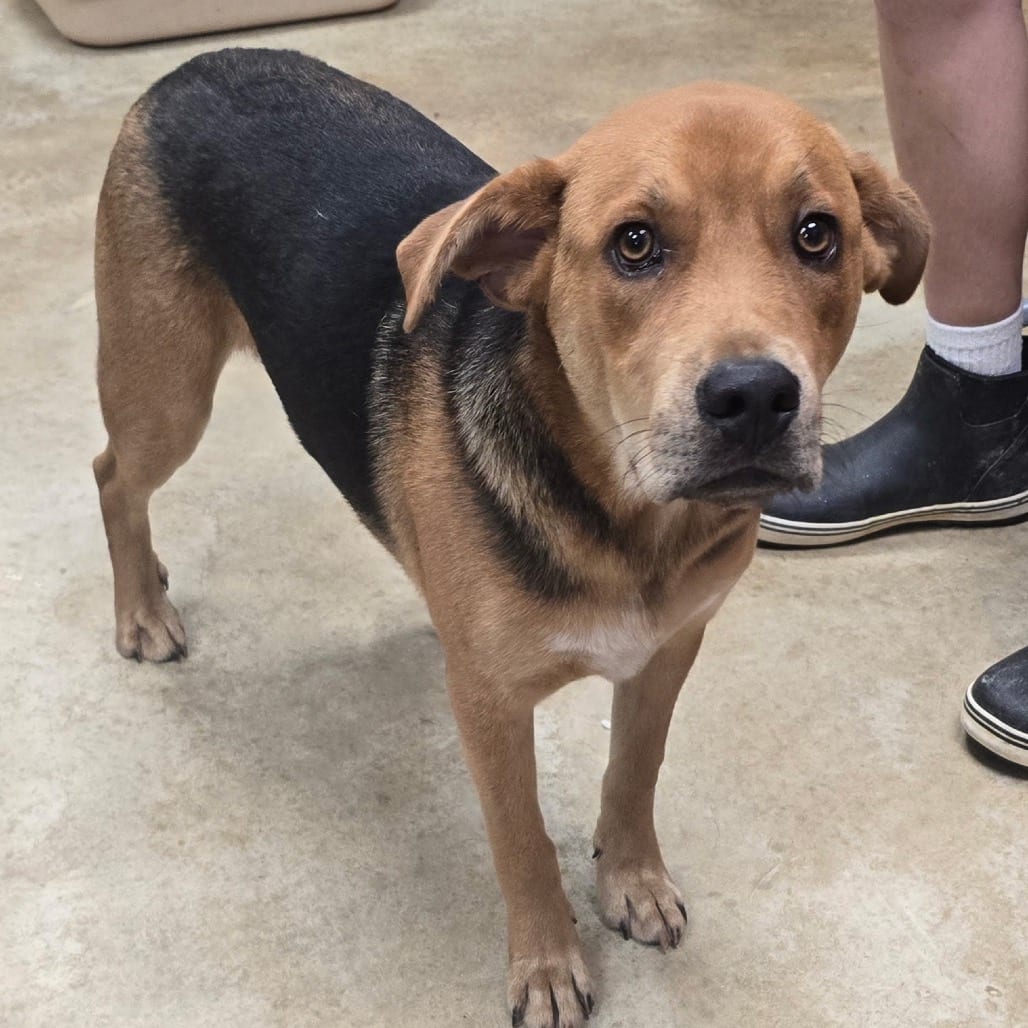Photo of Mango - 061705U, adoptable Retriever, Labrador / Mix in Tupelo, Mississippi
