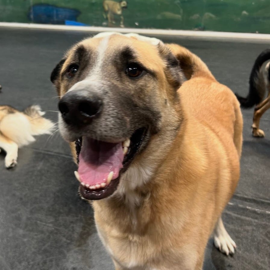 Photo of Gunner, adoptable Shepherd in Oceanside, California