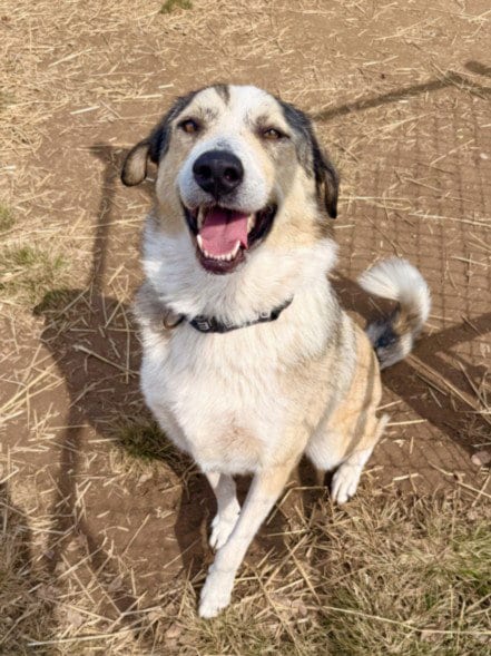 Photo of Ollie, adoptable Great Pyrenees in Derwood, Maryland