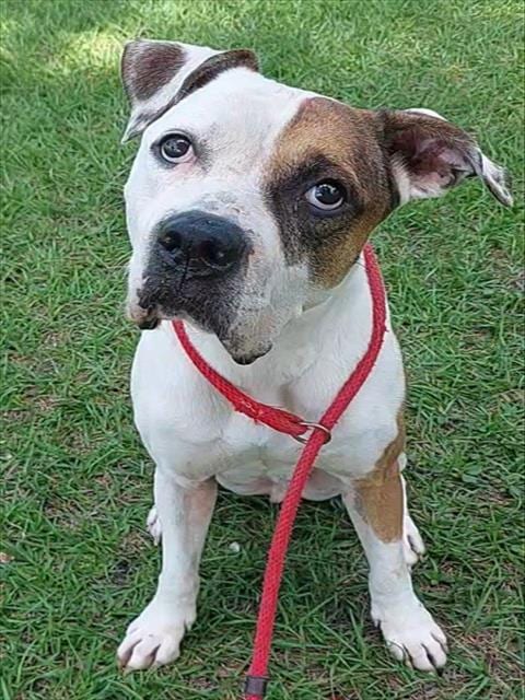 Photo of Droopy, adoptable American Bulldog in Fort Lauderdale, Florida