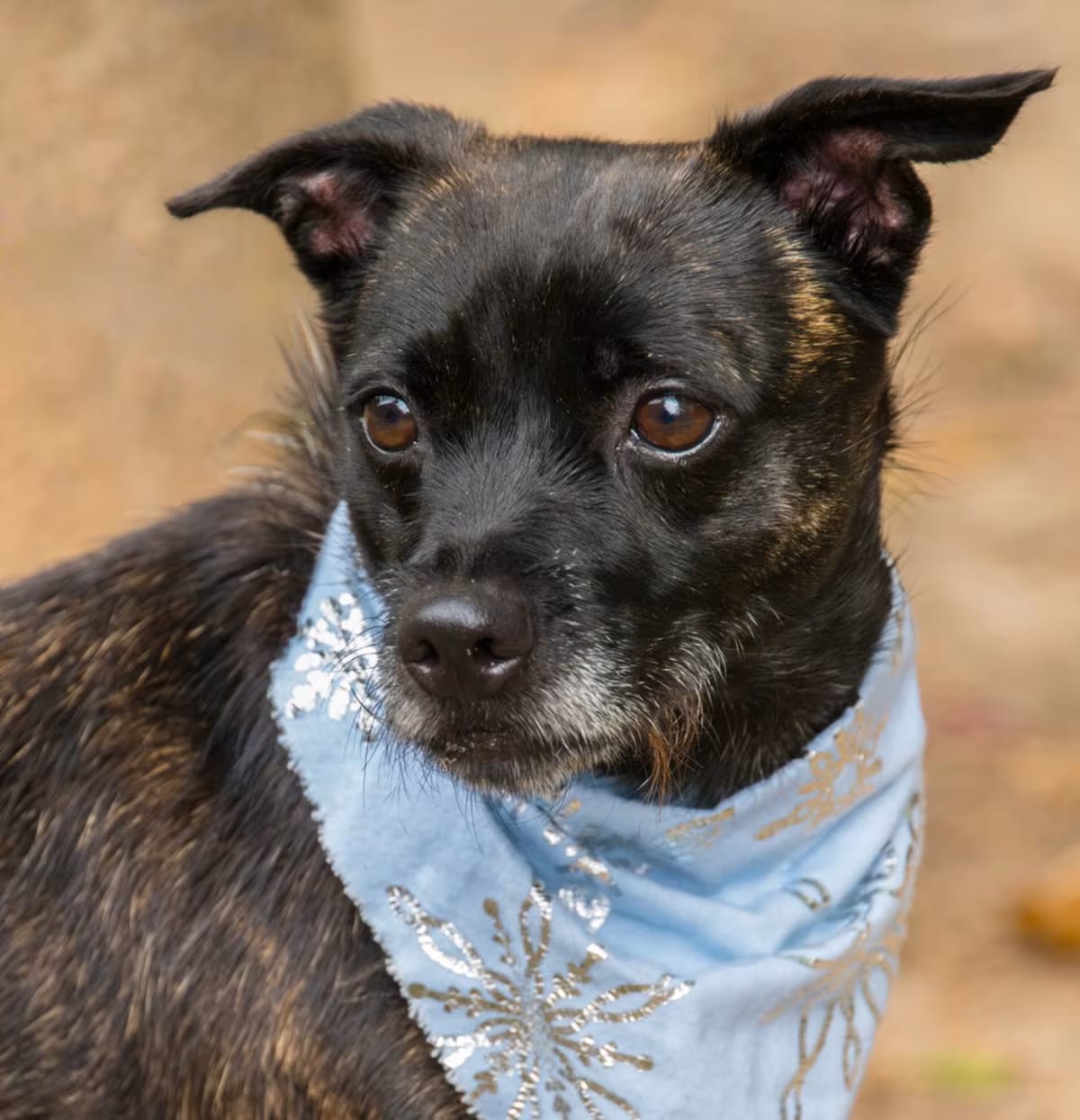 Photo of Ophelia 22172, adoptable Chihuahua/Mixed Breed (Small) in Cumming, Georgia