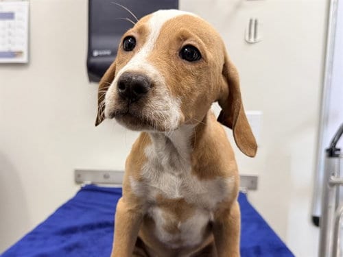 Photo of Dolly, adoptable Labrador Retriever in San Clemente, California