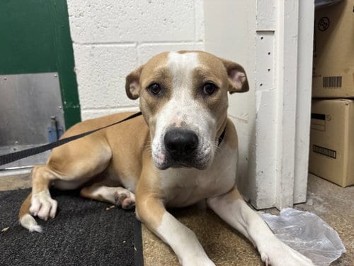 Photo of Pearl, adoptable Pit Bull Terrier in San Bernardino, California