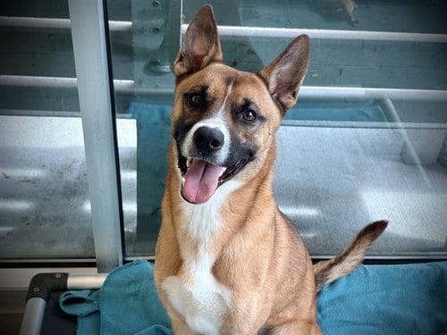 Photo of Scooby, adoptable German Shepherd Dog in Tavares, Florida