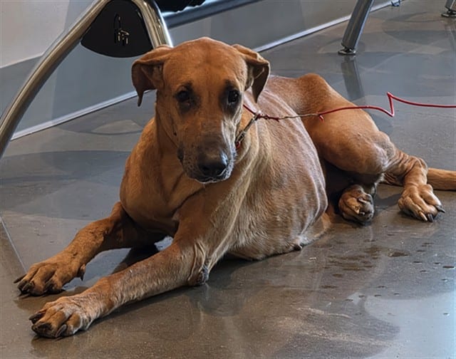 Photo of Senior Great Dane, adoptable Great Dane in Houston, Texas