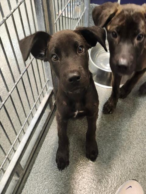 Photo of Sammy, adoptable Staffordshire Bull Terrier in Houston, Texas
