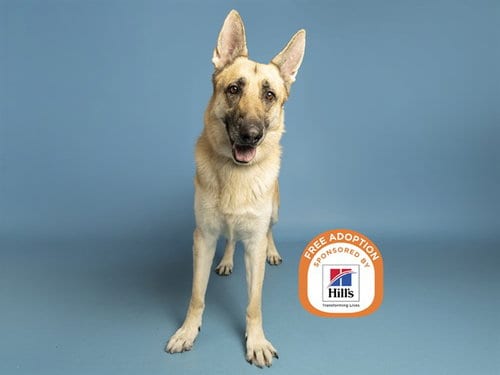 Photo of Rex, adoptable German Shepherd Dog in Phoenix, Arizona