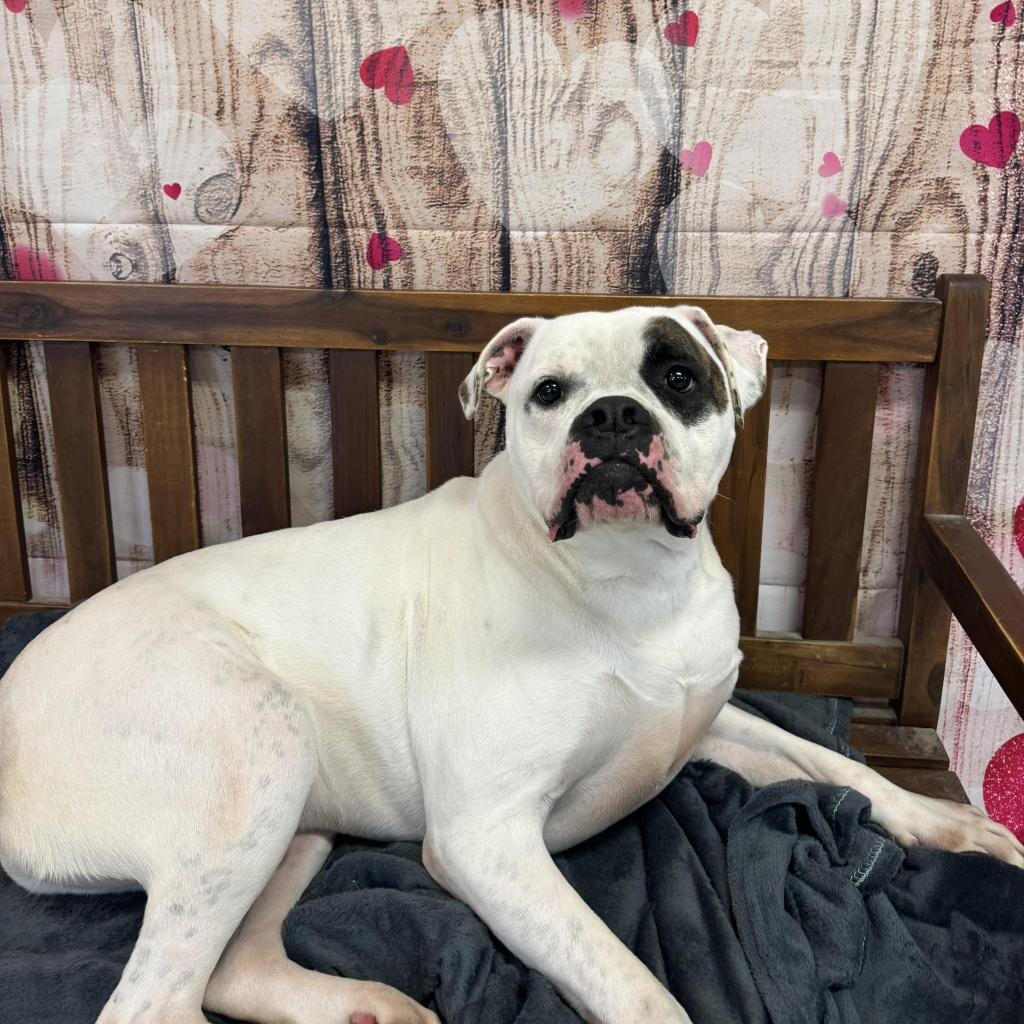 Photo of Petey, adoptable Boxer / Mixed Breed (Medium) in Middletown, New York