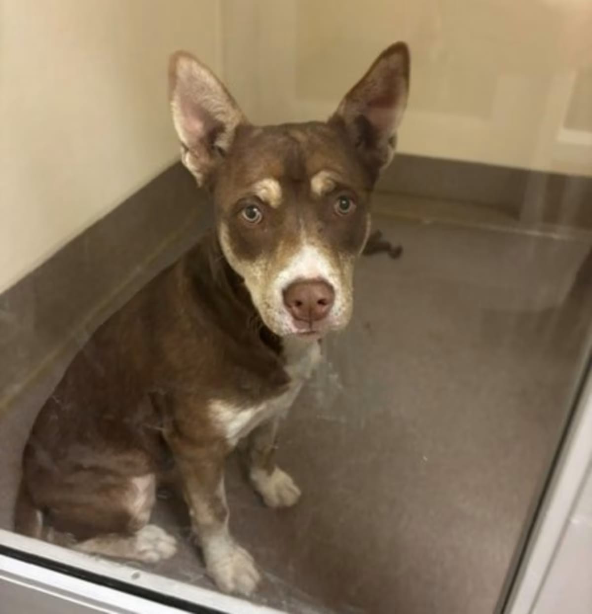 Photo of Zephyr, adoptable Husky/Australian Cattle Dog in Everett, Washington
