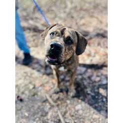Photo of Sam, adoptable Terrier (Unknown Type, Medium) Cane Corso in Wantagh, New York