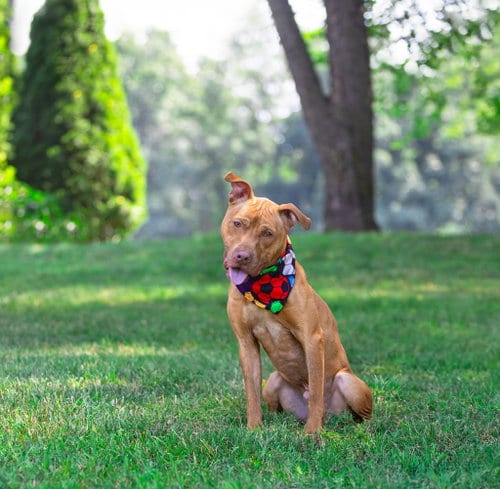 Photo of Oscar, adoptable Terrier in Unionville, Pennsylvania