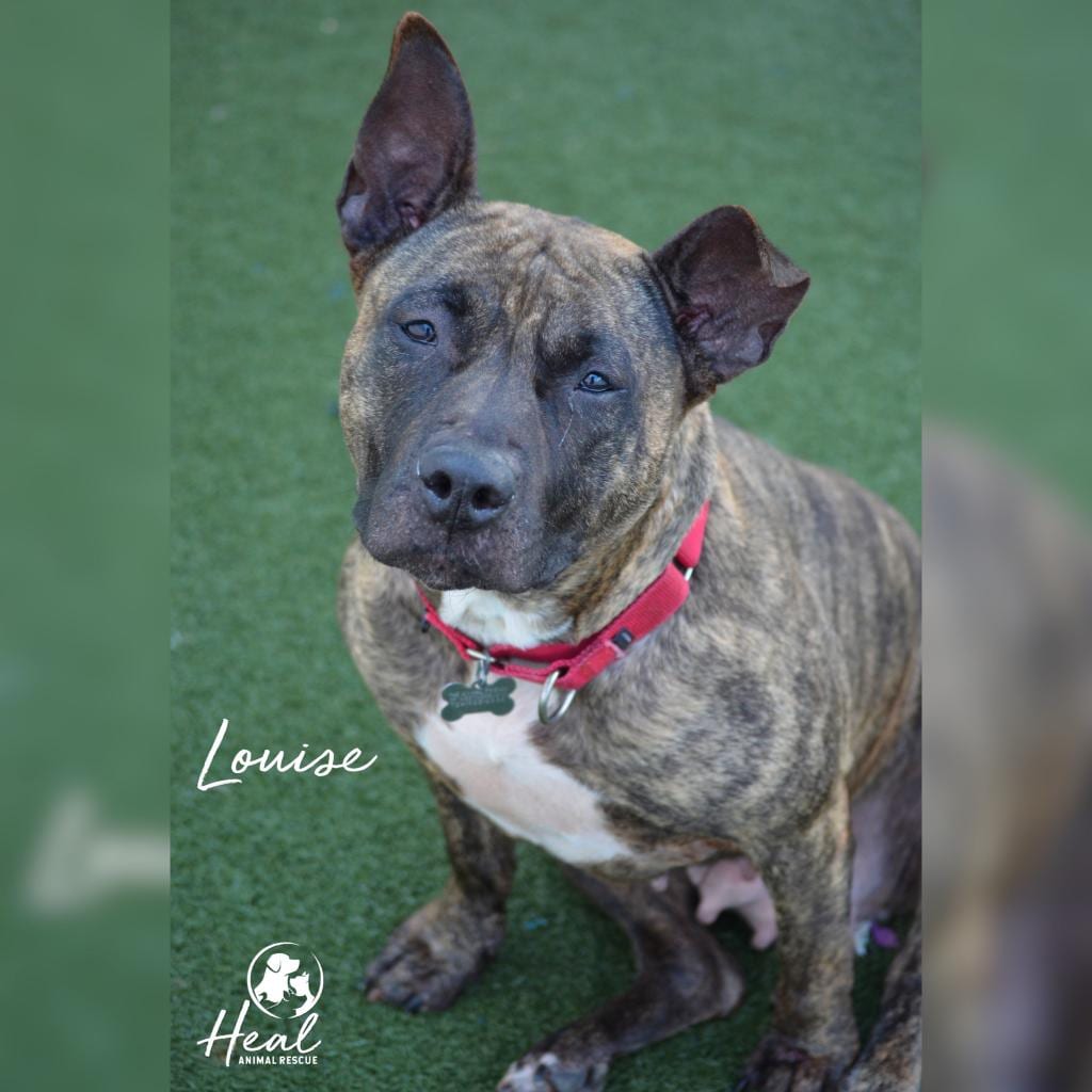 Photo of Louise, adoptable Terrier, Pit Bull / Shepherd, Dutch in Youngwood, Pennsylvania