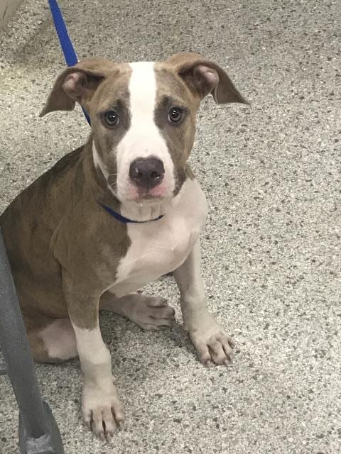 Photo of A433030, adoptable American Staffordshire Terrier in Conroe, Texas
