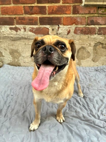 Photo of Lily, adoptable Pug mix in Brooklyn, New York