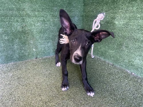 Photo of Jillian, adoptable Labrador Retriever in Lancaster, California