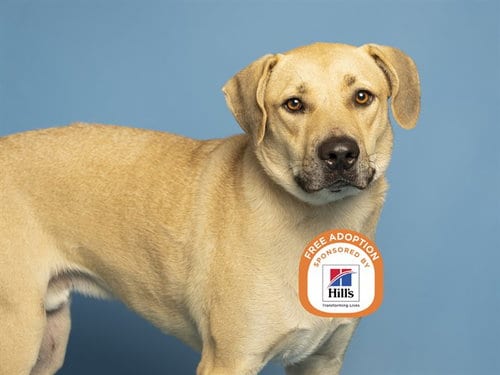 Photo of Junior, adoptable Labrador Retriever in Phoenix, Arizona