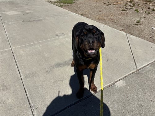 Photo of Gwen Stacy, adoptable Rottweiler in Antioch, California