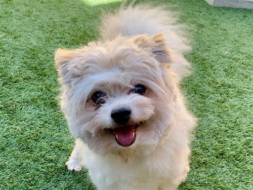 Photo of Puff, adoptable Pomeranian in Moreno Valley, California