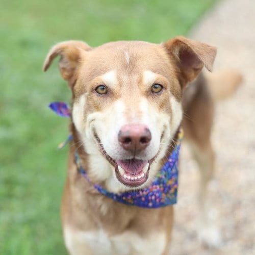 Photo of Winnie The Pooh, adoptable Husky in San Antonio, Texas