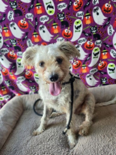 Photo of Choppy, adoptable Maltese in Chatsworth, California