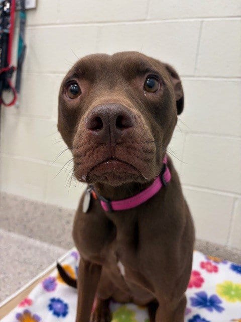 Photo of Tiny, adoptable American Pit Bull Terrier in Brighton, Colorado