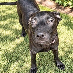 Photo of Scarlet, adoptable Shepherd (Unknown Type) in East Hartford, Connecticut