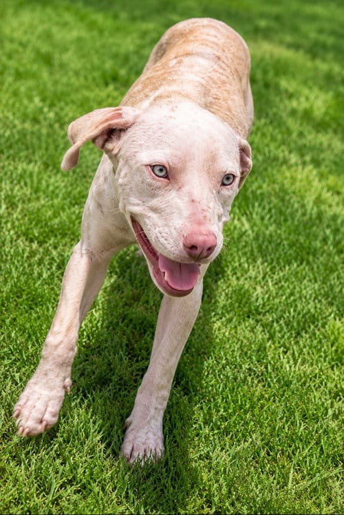 Photo of Buddy (TX), adoptable American Pit Bull Terrier in New York, New York