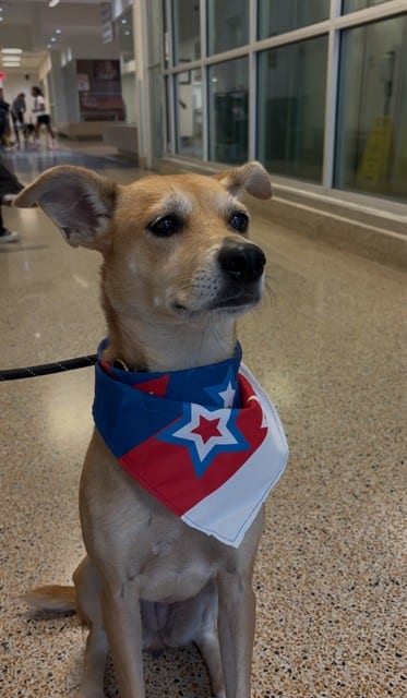 Photo of Goldie, adoptable Terrier in Miami, Florida