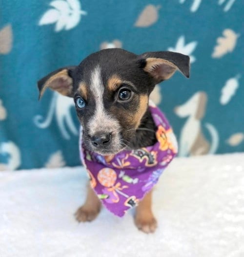 Photo of Ciabatta, adoptable Beagle in Sedalia, Colorado