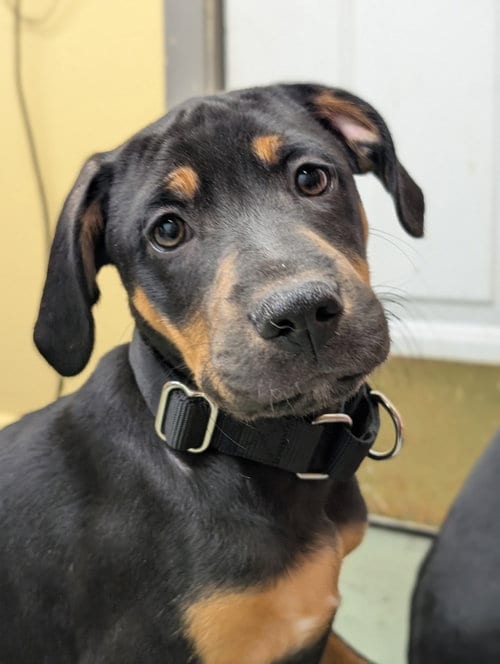 Photo of Puppy Cider, adoptable Hound in Cuyahoga Falls, Ohio