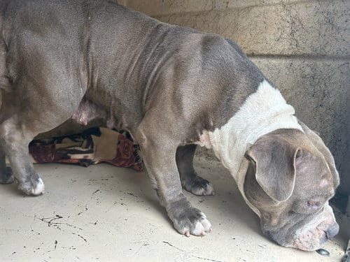 Photo of A481392, adoptable American Bulldog in Oklahoma City, Oklahoma