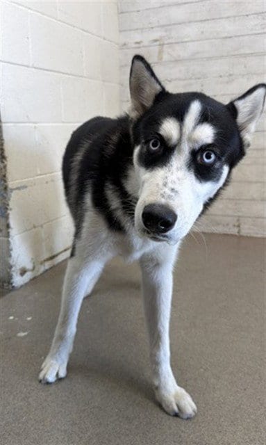 Photo of Sparrow, adoptable Siberian Husky in San Bernardino, California
