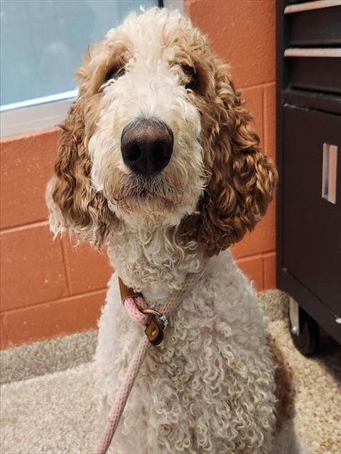 Photo of Molly, adoptable Poodle (Standard) in Pueblo, Colorado