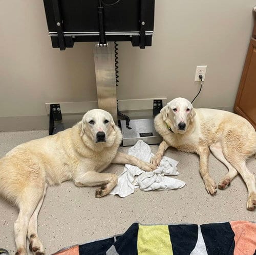 Photo of Katy, adoptable Great Pyrenees in Whitewright, Texas