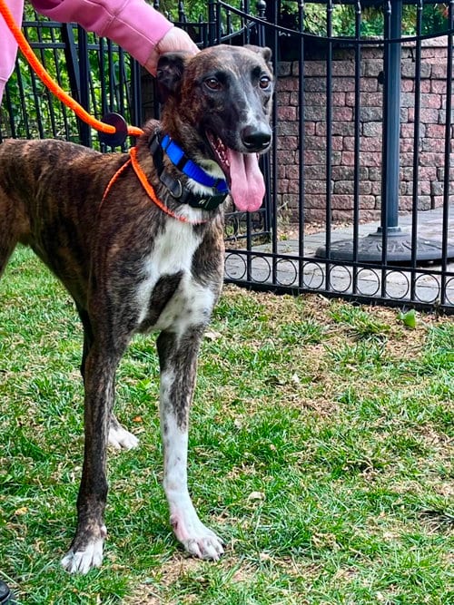 Photo of Marcus, adoptable Greyhound in Millsboro DELAWARE, New Jersey