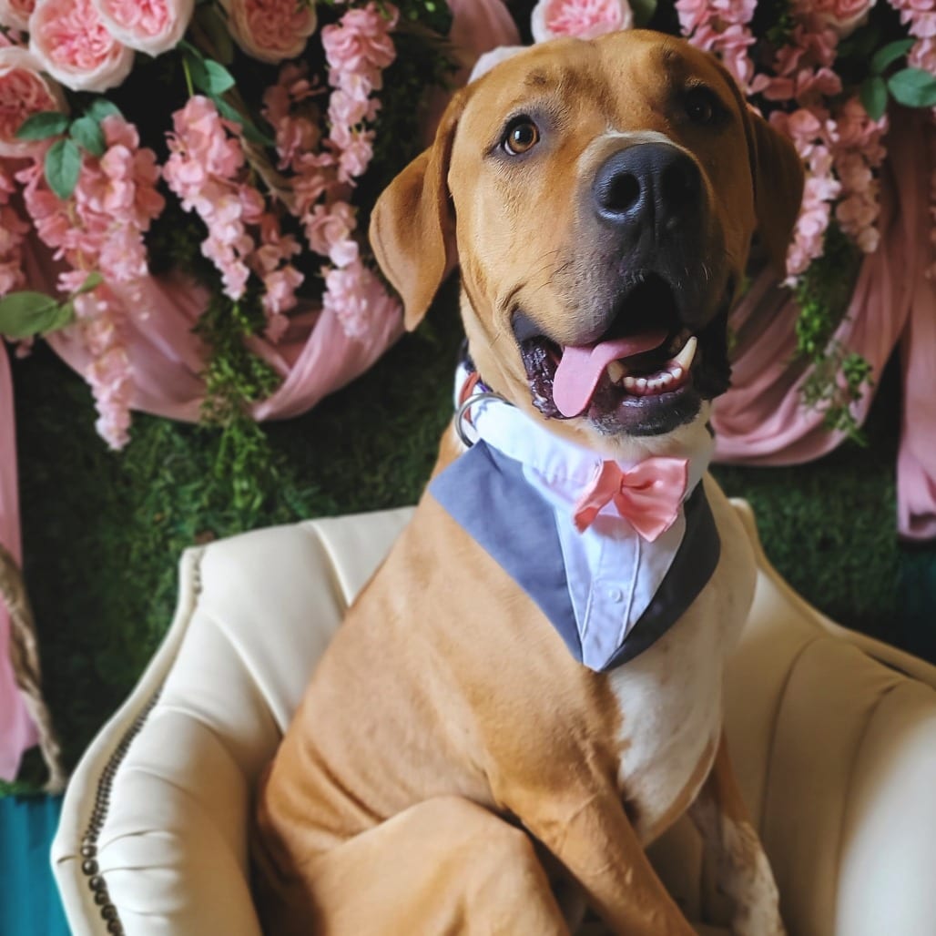 Photo of Draco, adoptable Mixed Breed (Large) in Fredericksburg, Virginia