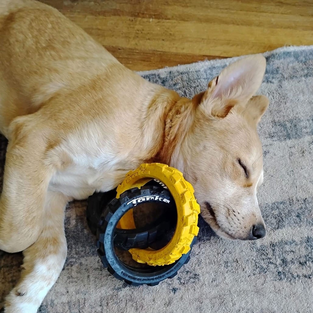 Photo of Mango, adoptable Mixed Breed (Medium) in Buffalo, Minnesota