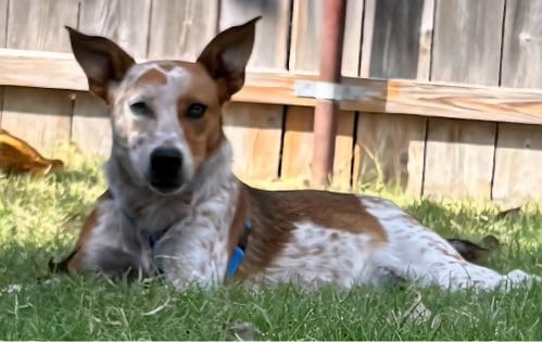 Photo of Ares, adoptable Australian Cattle Dog/Blue Heeler in Great Bend, Kansas